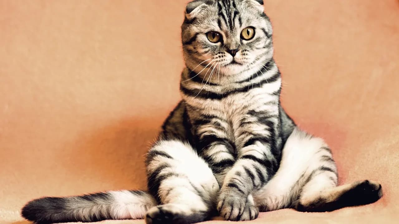 5 Perfect Pet Lover Gifts for the Ultimate Animal Enthusiast